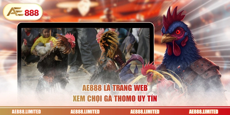 AE888 là trang web xem chọi gà Thomo uy tín