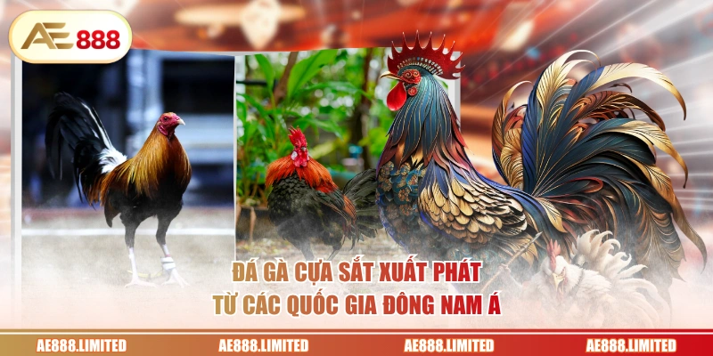 Đá gà cựa sắt xuất phát từ các quốc gia Đông Nam Á